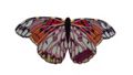 TAPPETO Machaon  thumb image number 01