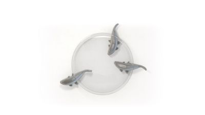 Bowl no limit image number 2